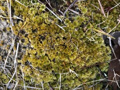 Rosulabryum
