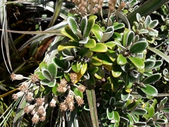 Brachyglottis bidwillii