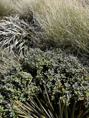 Brachyglottis bidwillii