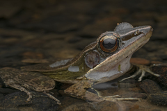 Indosylvirana