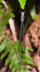 Synlestes selysi