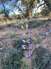 Penstemon