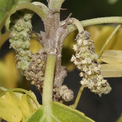 Acalypha pubiflora australica