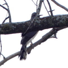 Accipiter