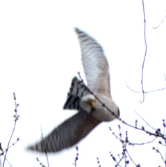 Accipiter