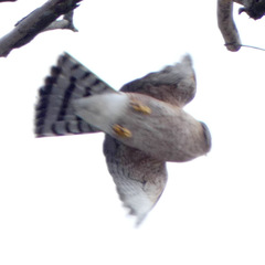 Accipiter