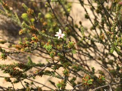 Calytrix alpestris