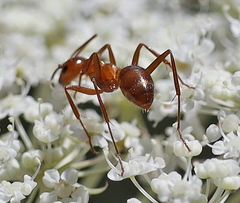 Formica pallidefulva