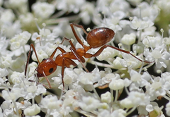 Formica pallidefulva