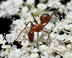 Formica pallidefulva