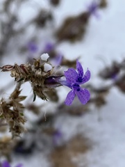 Ipomopsis multiflora