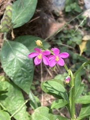 Talinum fruticosum