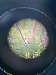 Lonchura leucogastroides