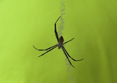 Argiope aemula