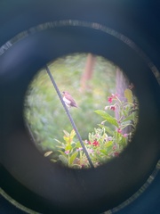 Lonchura leucogastroides