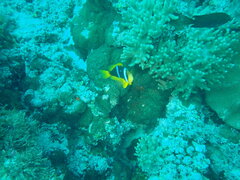 Amphiprion chrysopterus