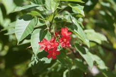 Jatropha integerrima
