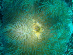 Heteractis magnifica