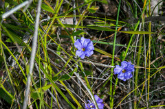 Scaevola calliptera