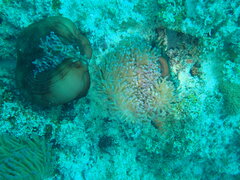 Heteractis magnifica