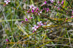 Boronia dichotoma