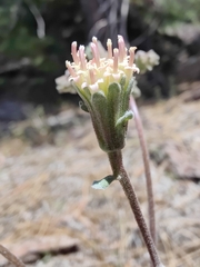 Chaenactis douglasii