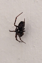 Steatoda borealis