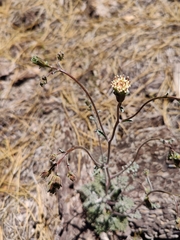 Chaenactis douglasii