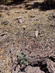 Chaenactis douglasii