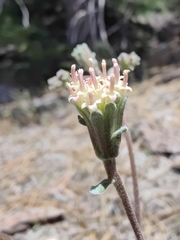 Chaenactis douglasii