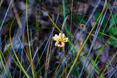 Goodenia trinervis