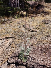 Chaenactis douglasii