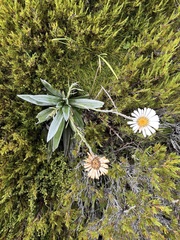 Celmisia semicordata