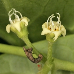 Cynanchum leptolepis