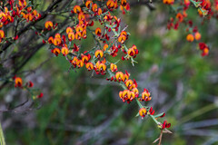 Daviesia brevifolia