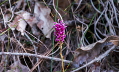 Grevillea quercifolia