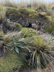 Celmisia semicordata