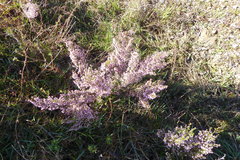 Erica cyathiformis