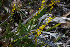 Synaphea gracillima