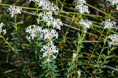 Pimelea hispida