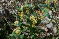 Hakea prostrata