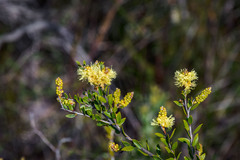 Melaleuca thymoides