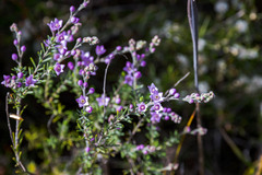 Philotheca spicata