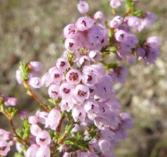 Erica cyathiformis