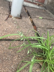 Poa