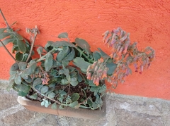 Kalanchoe fedtschenkoi