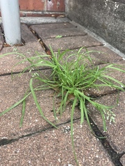 Poa