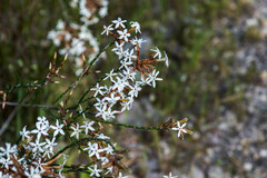 Lysinema ciliatum