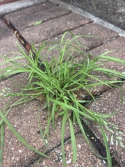 Poa