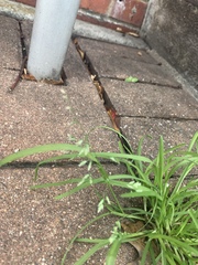 Poa
